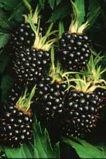 Evergreen Blackberries